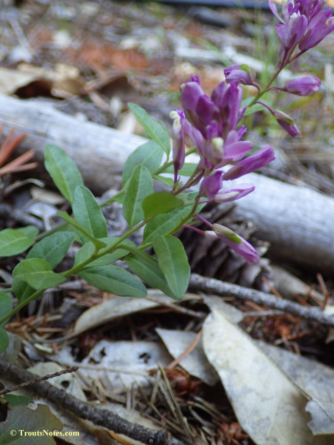 Polygala californica