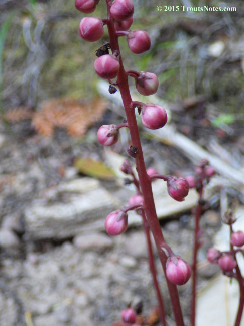 Pyrola asarifolia ssp. bracteata on 23 May 2015