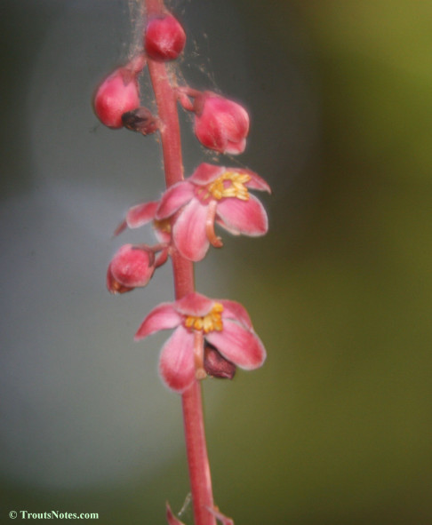 Pyrola asarifolia ssp. bracteata; Pink wintergreen
