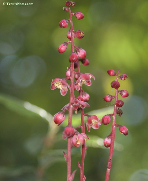 Pyrola asarifolia ssp. bracteata; Pink wintergreen