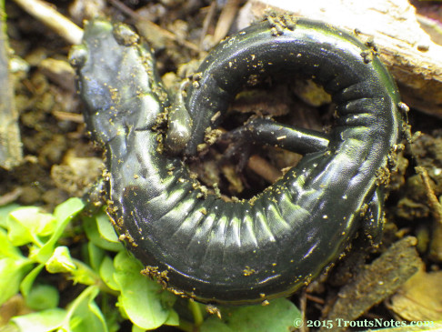 Speckled black salamander; Aneides flavipunctatus flavipunctatus