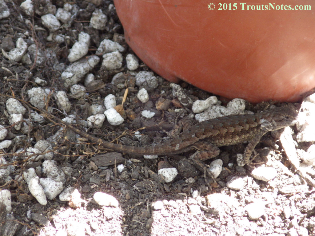 Sceloporus occidentalis Trout's Notes