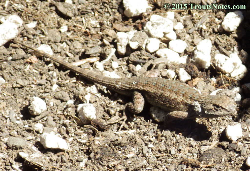 Sceloporus occidentalis Trout's Notes