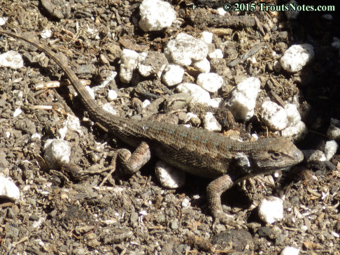 Sceloporus occidentalis; Western fence lizard