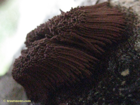 a chocolate-tube slime-mold