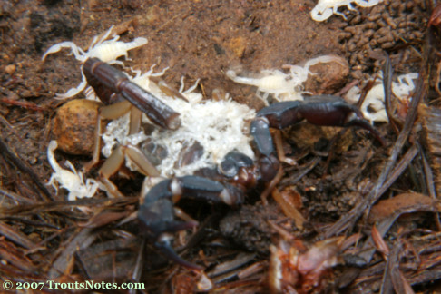 baby scorpions with mom