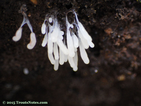 Yet another slime mold