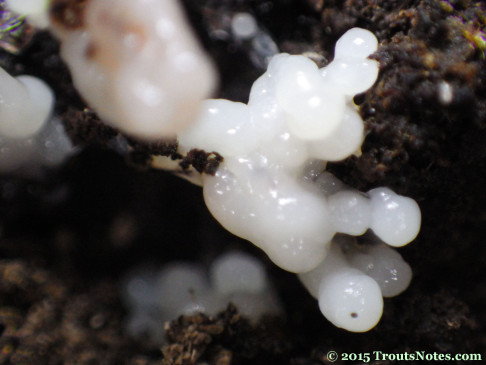 Yet another slime mold