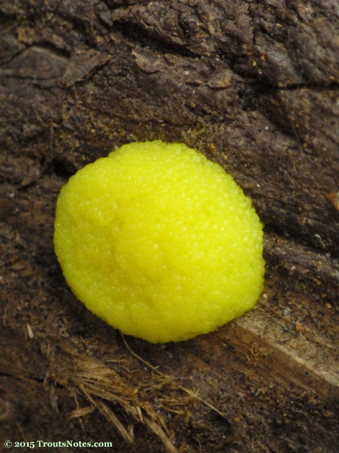 slime mold 13 may 2015