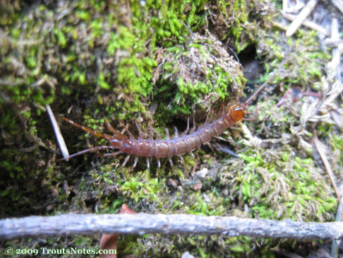 A stone centipede MAYBE Lithobius forficatus