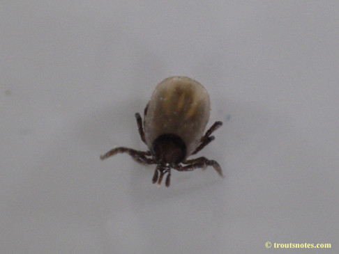 Ixodes pacificus nymph after a night of feeding