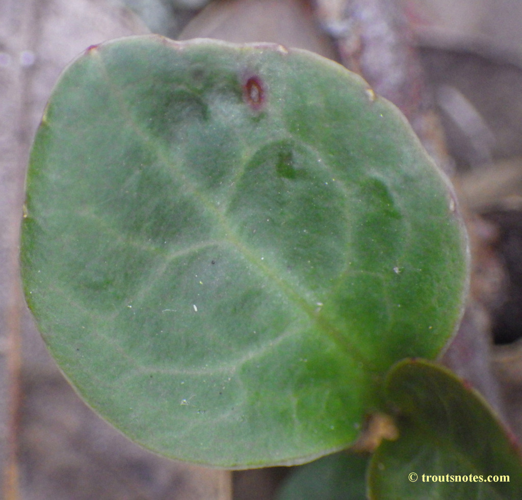 Pyrola picta – Trout's Notes