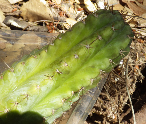 Trichocereus (GF) 2015