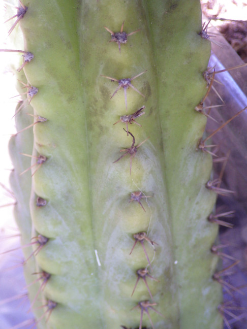 Trichocereus (GF) 2015