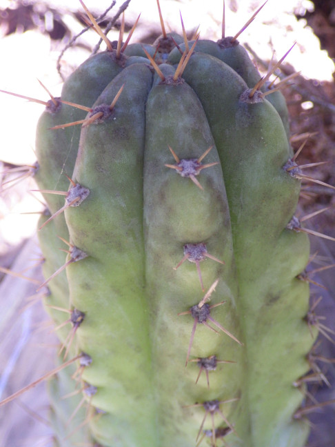 Trichocereus (GF) 2015