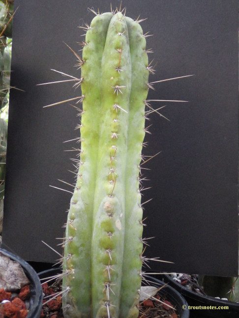 Trichocereus (GF) 2015