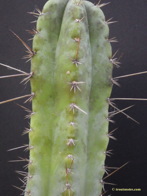 Trichocereus (GF) 2015