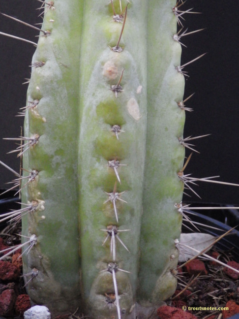 Trichocereus (GF) 2015