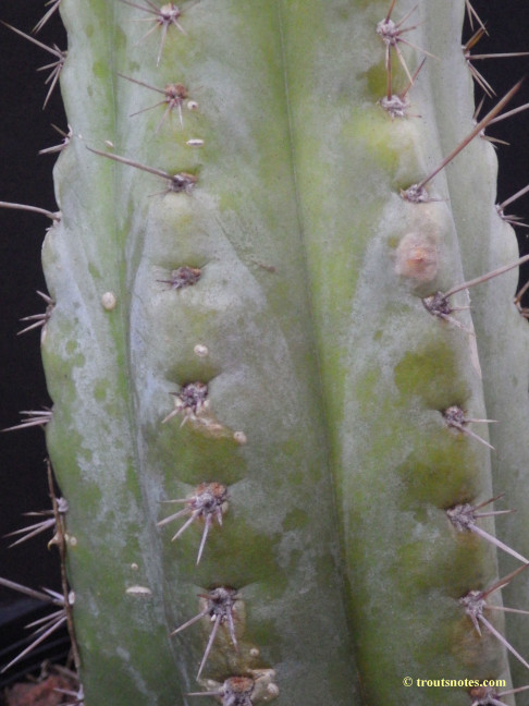 Trichocereus (GF) 2015