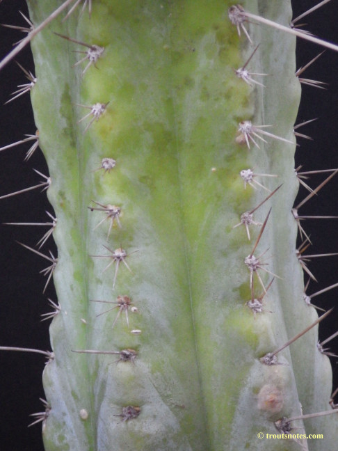 Trichocereus (GF) 2015