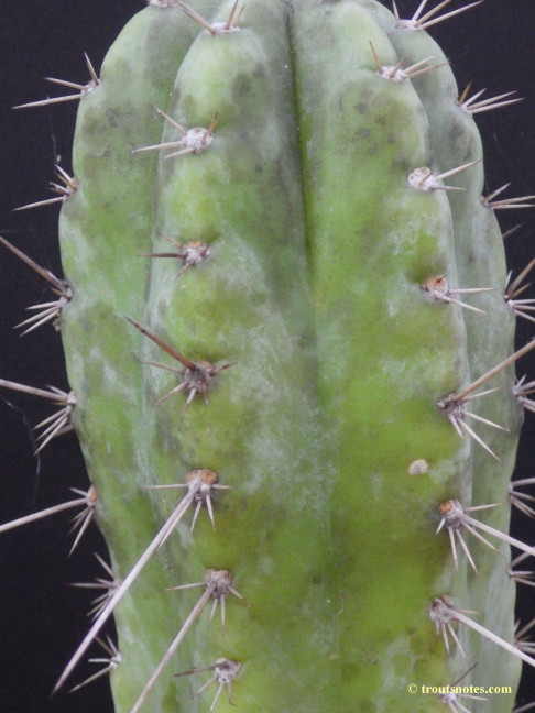 Trichocereus (GF) 2015