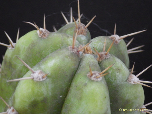 Trichocereus (GF) 2015