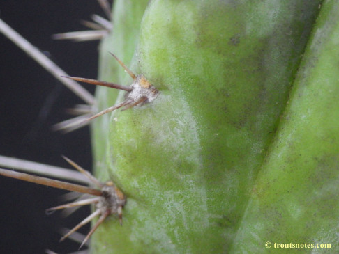 Trichocereus (GF) 2015