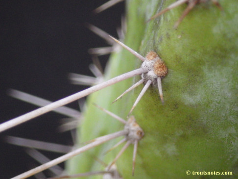 Trichocereus (GF) 2015