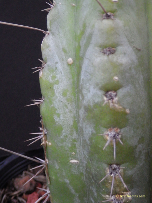 Trichocereus (GF) 2015