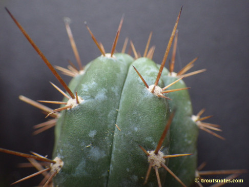 Trichocereus (GF) 2015 unrooted cutting