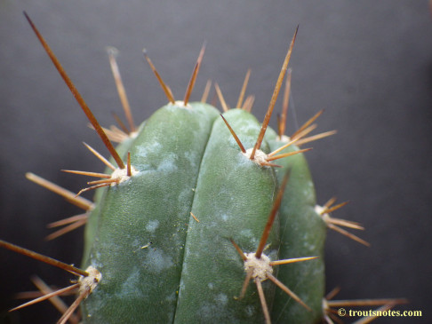 Trichocereus (GF) 2015 unrooted cutting