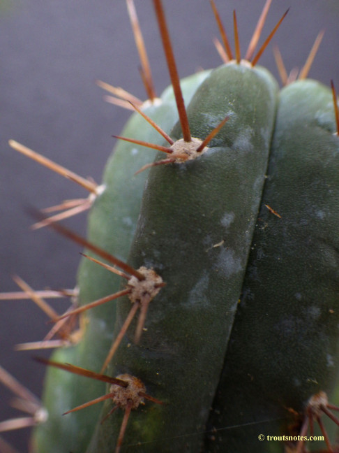 Trichocereus (GF) 2015 unrooted cutting