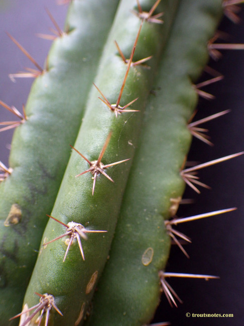 Trichocereus (GF) 2015 unrooted cutting