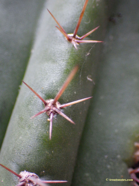 Trichocereus (GF) 2015 unrooted cutting