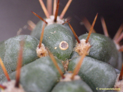 Trichocereus (GF) 2015 unrooted cutting