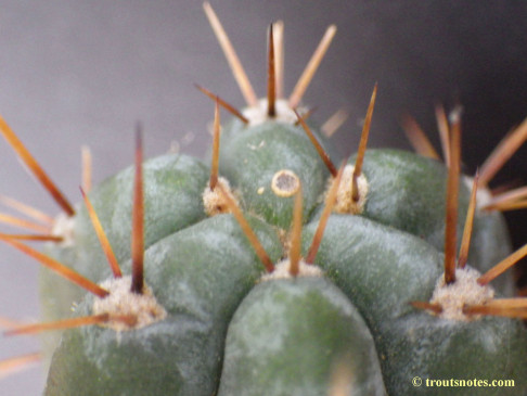 Trichocereus (GF) 2015 unrooted cutting