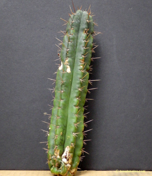 Trichocereus (GF) 2015 unrooted cutting