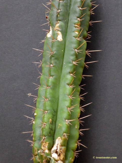 Trichocereus (GF) 2015 unrooted cutting