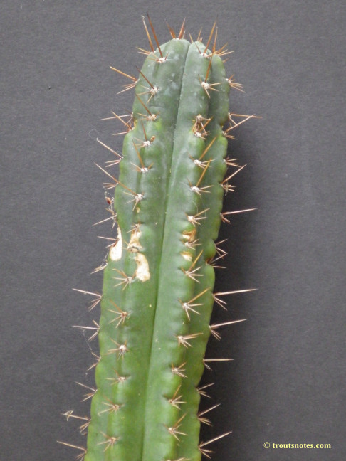 Trichocereus (GF) 2015 unrooted cutting