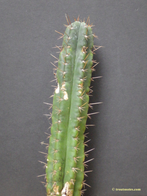 Trichocereus (GF) 2015 unrooted cutting