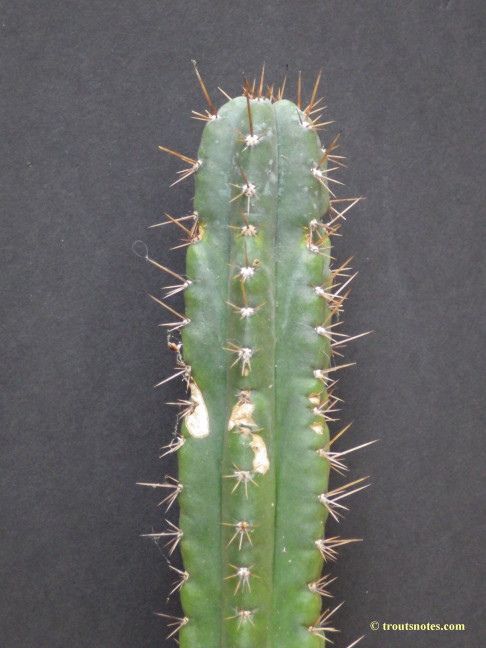 Trichocereus (GF) 2015 unrooted cutting