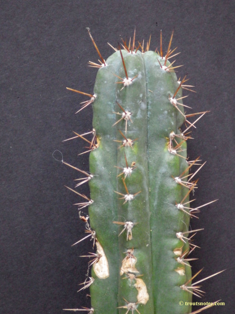 Trichocereus (GF) 2015 unrooted cutting