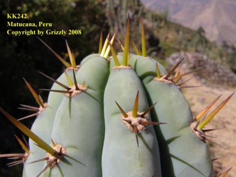 Trichocereus peruvianus photographed near Matucana by Grizzly