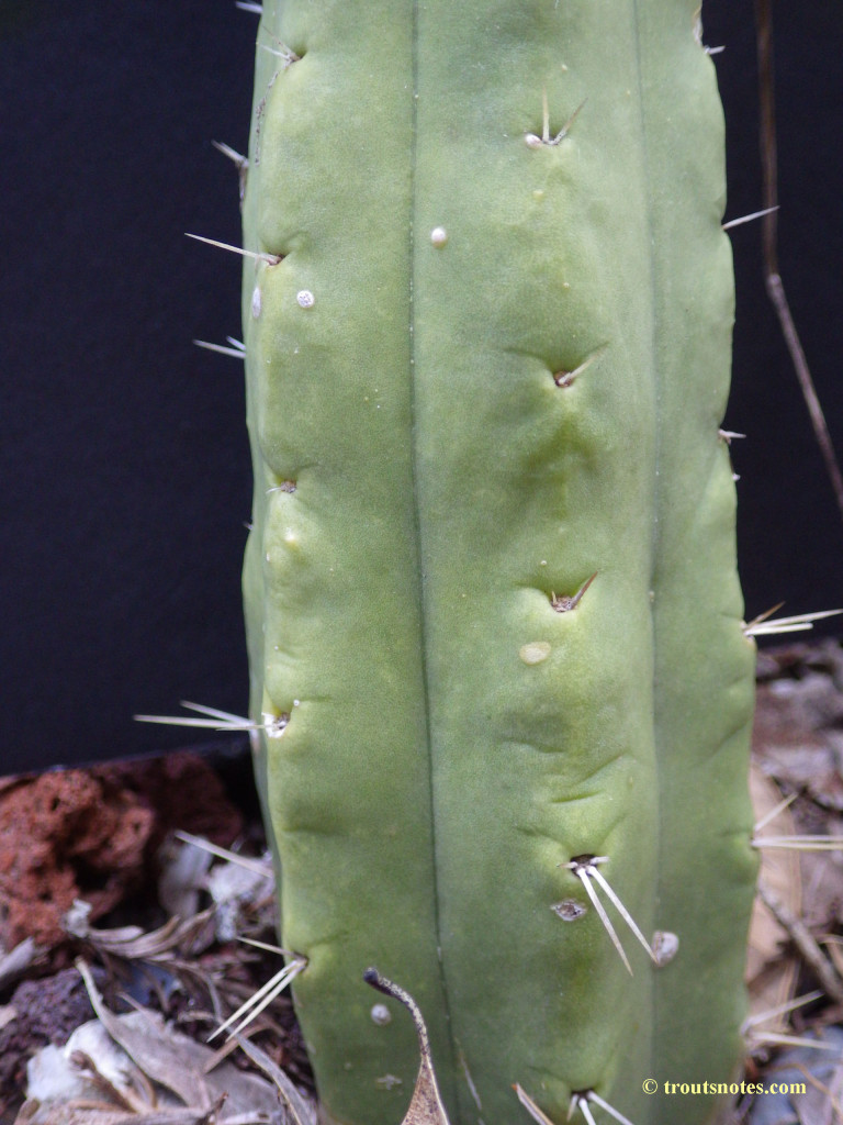 Trichocereus bridgesii “Lumberjack” – Trout's Notes