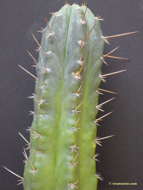 Trichocereus-glaucus_Knize_via-Avi_July2015_IMGP6831