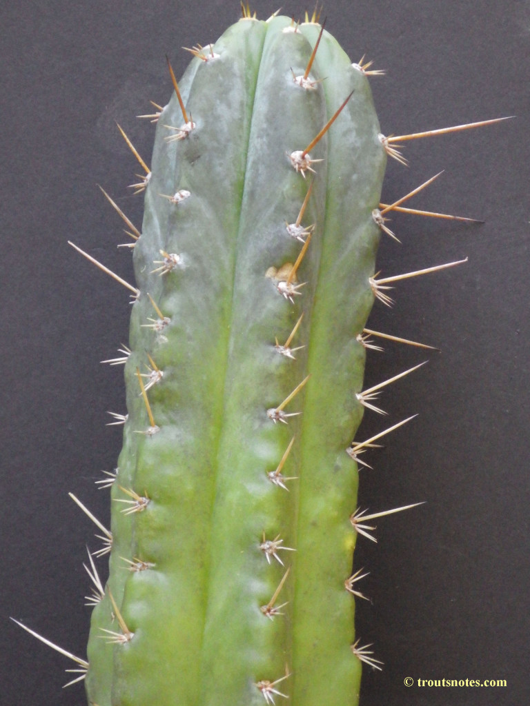 Trichocereus glaucus Knize – Trout's Notes