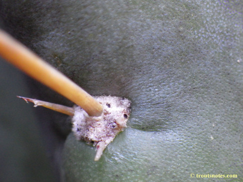 Trichocereus glaucus (sensu Knize)