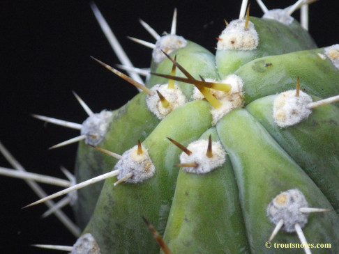 Trichocereus peruvianus on 24 July 2015