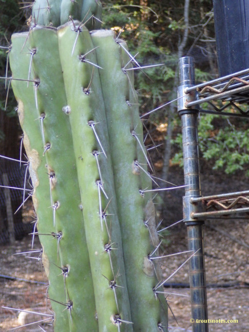 Trichocereus-peruvianus_Eltzner_17july2015_IMGP7073