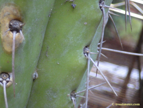 Trichocereus-peruvianus_Eltzner_17july2015_IMGP7075